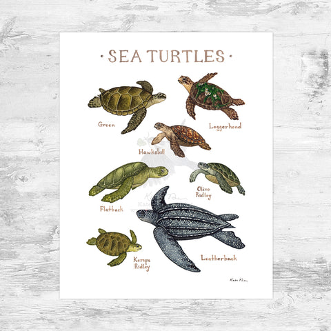 Wholesale Field Guide Art Print: Sea Turtles