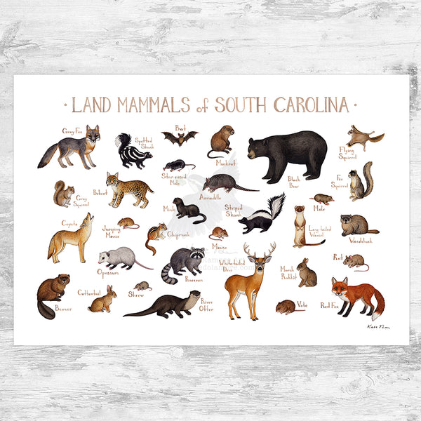 Wholesale Mammals Field Guide Art Print: South Carolina