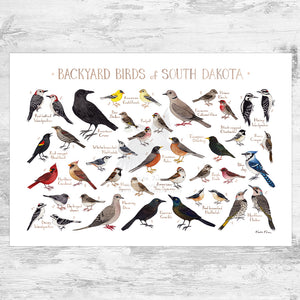 Wholesale Backyard Birds Field Guide Art Print: South Dakota