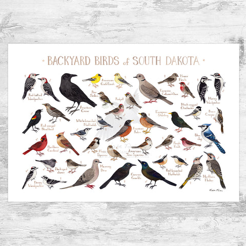 Wholesale Backyard Birds Field Guide Art Print: South Dakota
