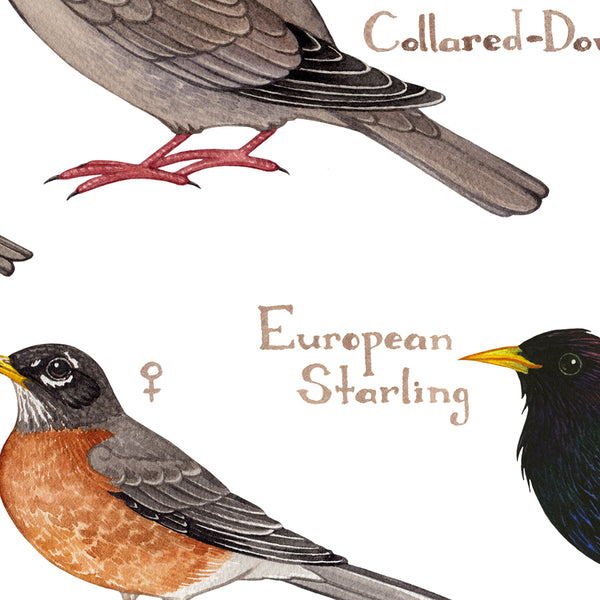 Wholesale Backyard Birds Field Guide Art Print: South Dakota