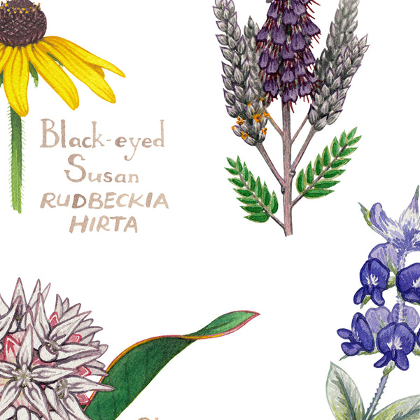 Wholesale Wildflowers Field Guide Art Print: South Dakota