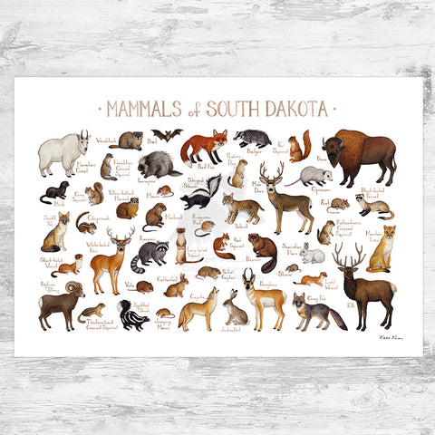 Wholesale Mammals Field Guide Art Print: South Dakota