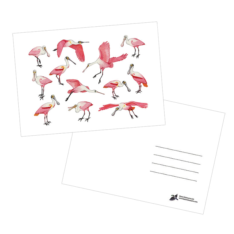 Roseate Spoonbills 5x7 Postcard