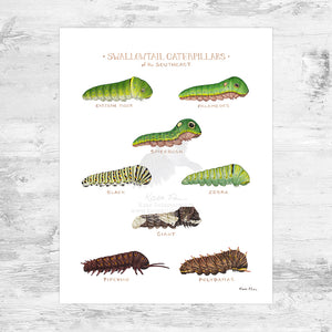 Wholesale Field Guide Art Print: Swallowtail Caterpillars of the Southeast
