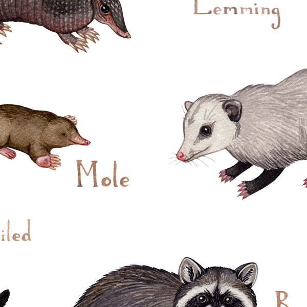 Wholesale Mammals Field Guide Art Print: Tennessee