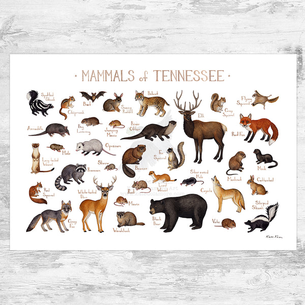 Wholesale Mammals Field Guide Art Print: Tennessee
