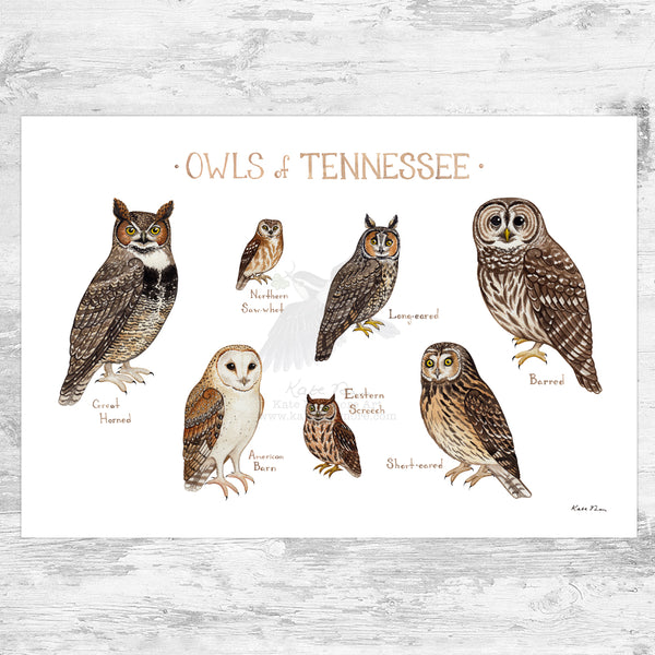 Wholesale Owls Field Guide Art Print: Tennessee