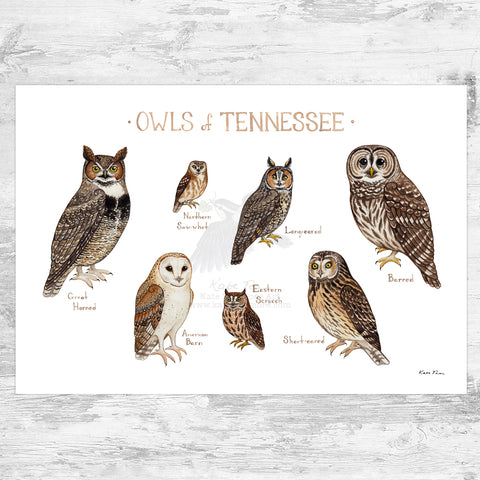 Wholesale Owls Field Guide Art Print: Tennessee