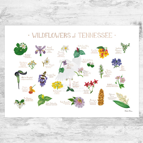 Wholesale Wildflowers Field Guide Art Print: Tennessee
