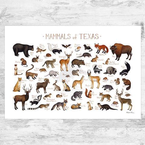 Wholesale Mammals Field Guide Art Print: Texas