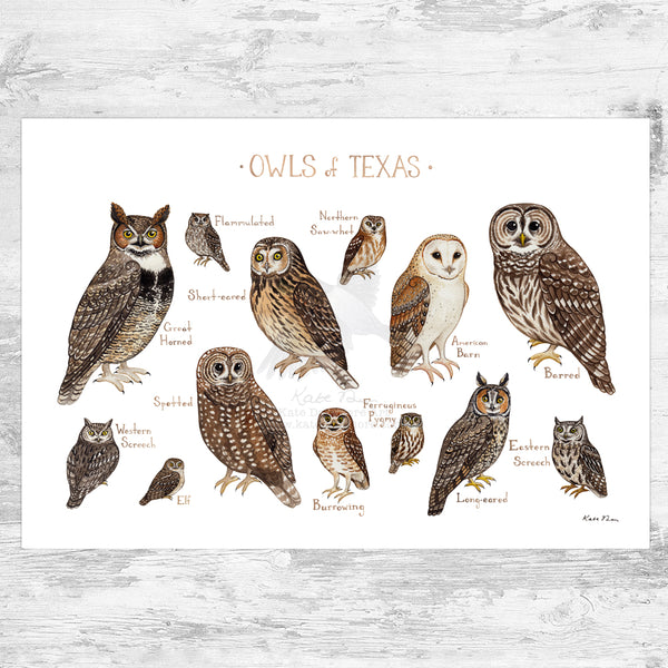 Wholesale Owls Field Guide Art Print: Texas