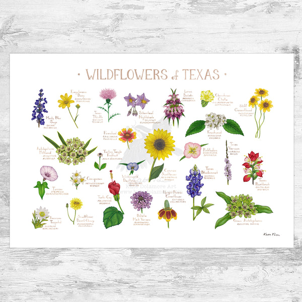 Wholesale Wildflowers Field Guide Art Print: Texas