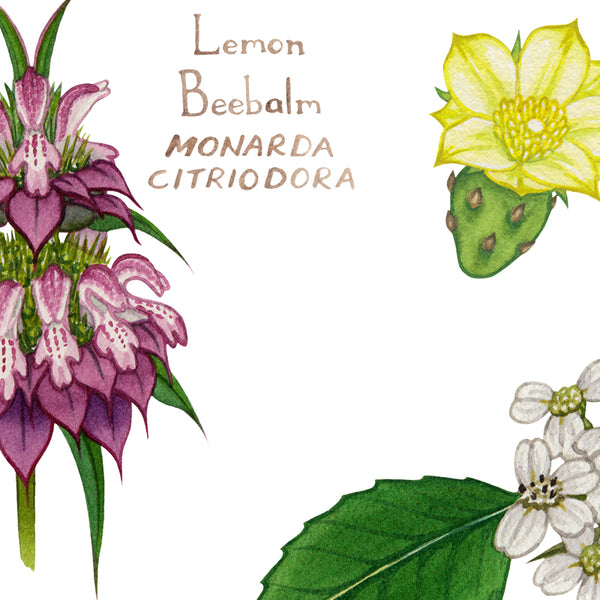 Wholesale Wildflowers Field Guide Art Print: Texas