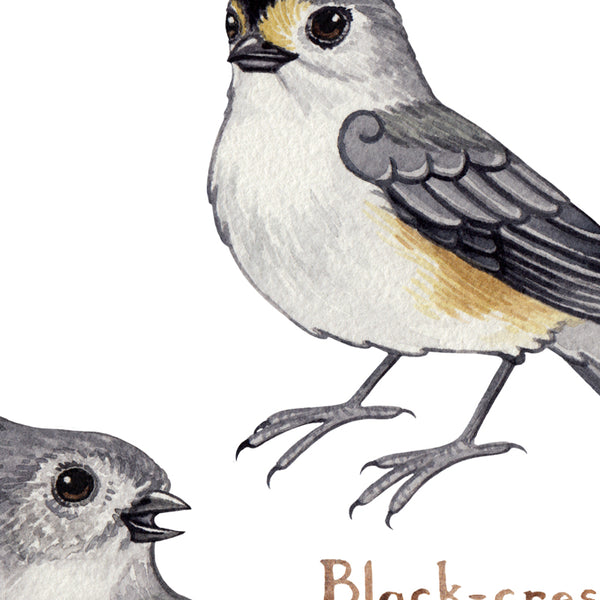 Wholesale Field Guide Art Print: Titmice of North America