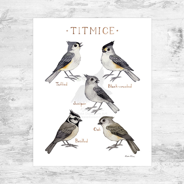 Wholesale Field Guide Art Print: Titmice of North America