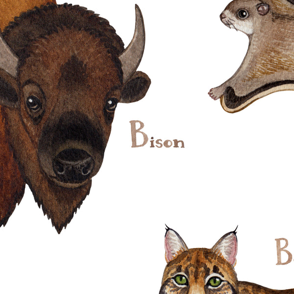 Wholesale Mammals Field Guide Art Print: Utah