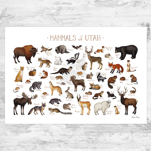 Wholesale Mammals Field Guide Art Print: Utah