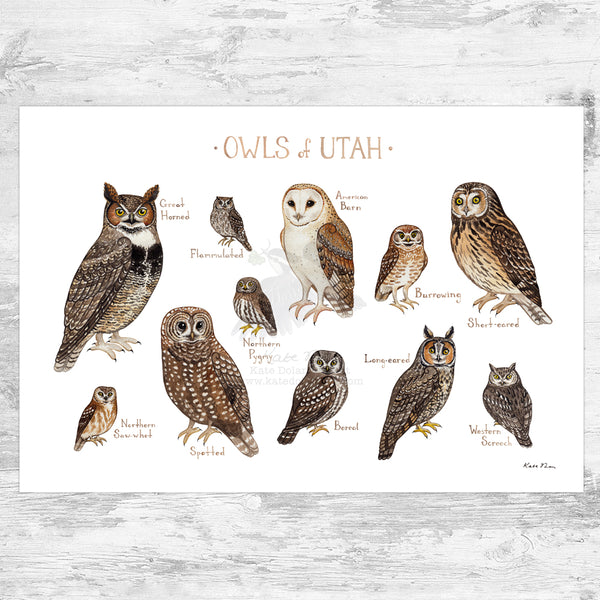 Wholesale Owls Field Guide Art Print: Utah