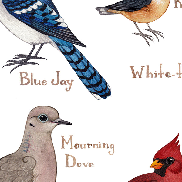 Wholesale Backyard Birds Field Guide Art Print: Vermont