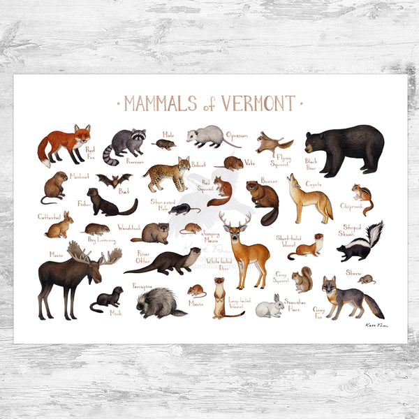 Wholesale Mammals Field Guide Art Print: Vermont