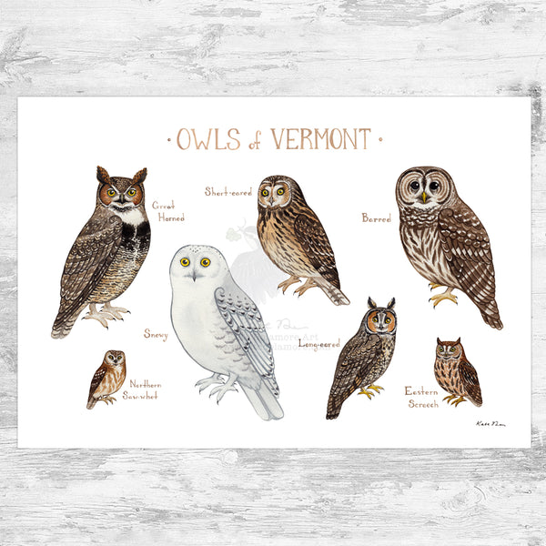 Wholesale Owls Field Guide Art Print: Vermont