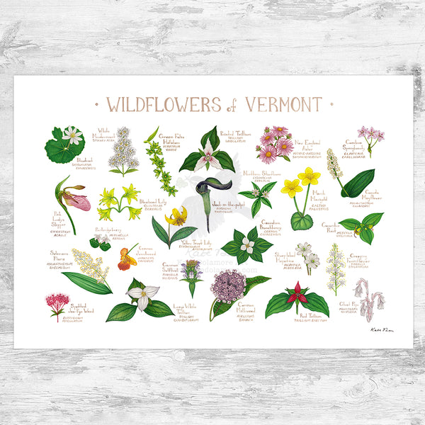 Wholesale Wildflowers Field Guide Art Print: Vermont