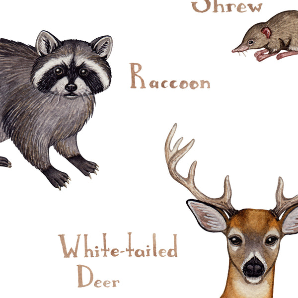 Wholesale Mammals Field Guide Art Print: Virginia
