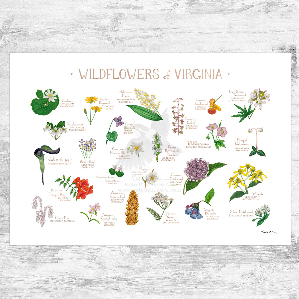 Wholesale Wildflowers Field Guide Art Print: Virginia