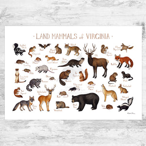 Wholesale Mammals Field Guide Art Print: Virginia