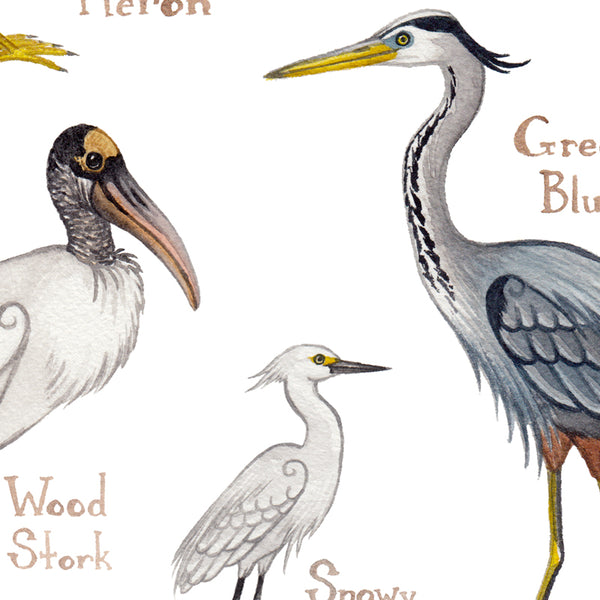 Wholesale Field Guide Art Print: Wading Birds of North America