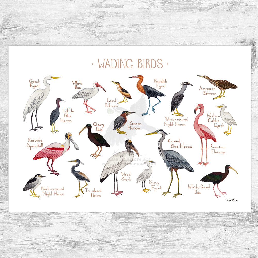Wholesale Field Guide Art Print: Wading Birds of North America