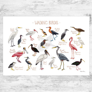 Wholesale Field Guide Art Print: Wading Birds of North America