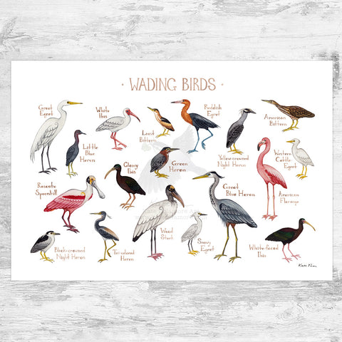 Wholesale Field Guide Art Print: Wading Birds of North America