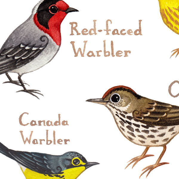 Wholesale Field Guide Art Print: Warblers of North America