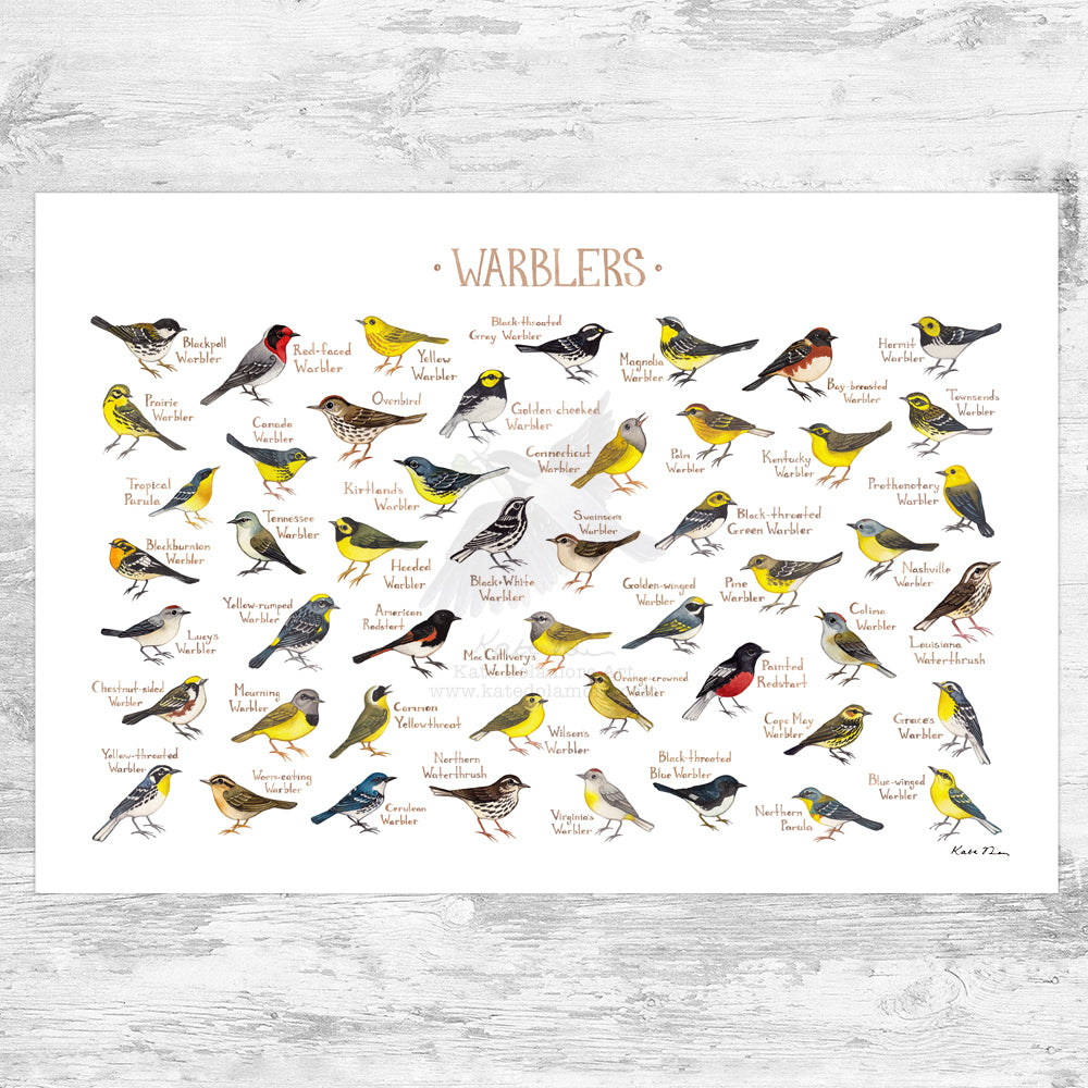 Wholesale Field Guide Art Print: Warblers of North America
