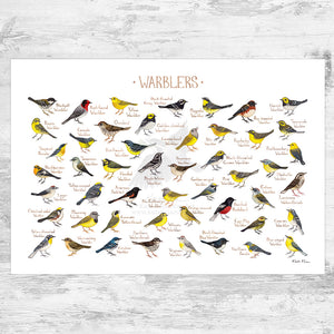 Wholesale Field Guide Art Print: Warblers of North America