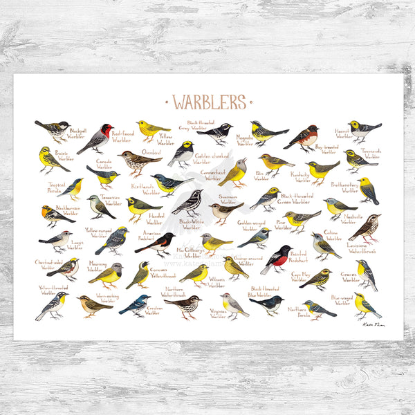 Wholesale Field Guide Art Print: Warblers of North America