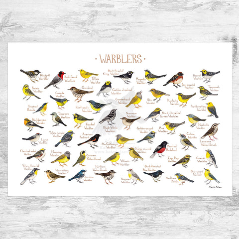 Wholesale Field Guide Art Print: Warblers of North America