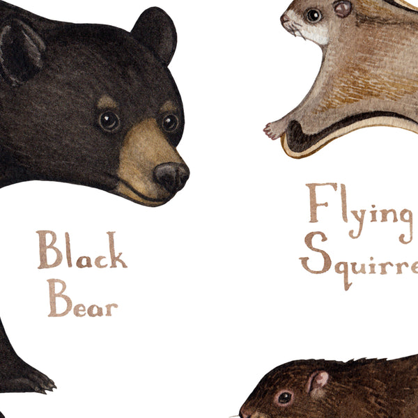 Wholesale Mammals Field Guide Art Print: Washington