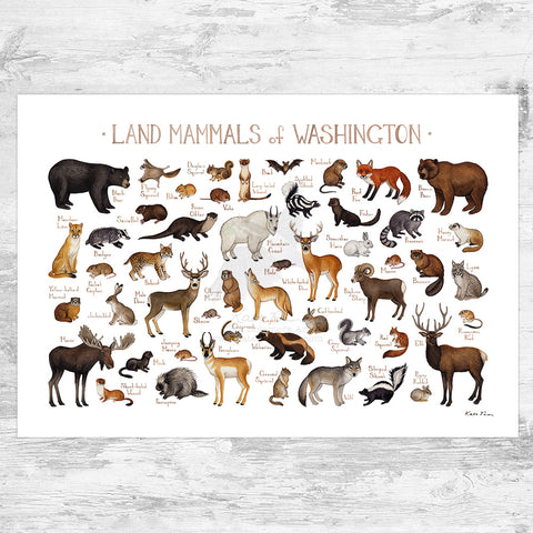 Wholesale Mammals Field Guide Art Print: Washington