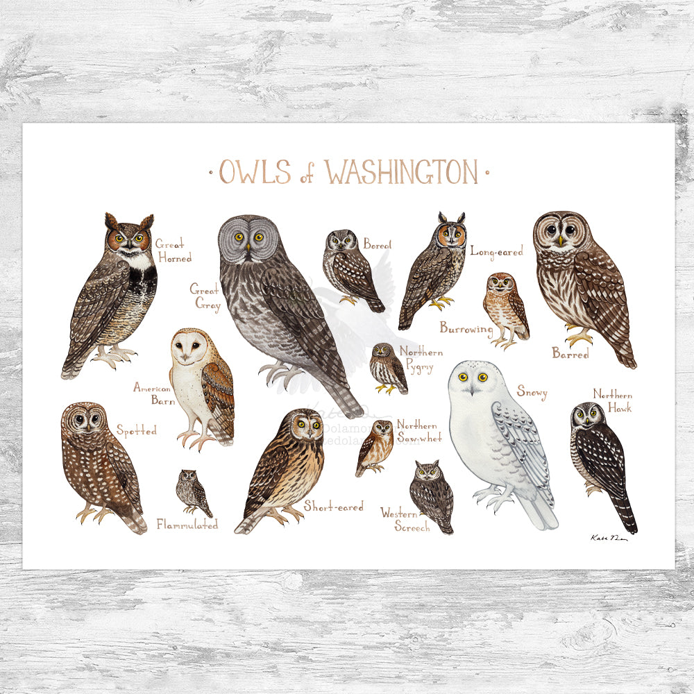 Wholesale Owls Field Guide Art Print: Washington
