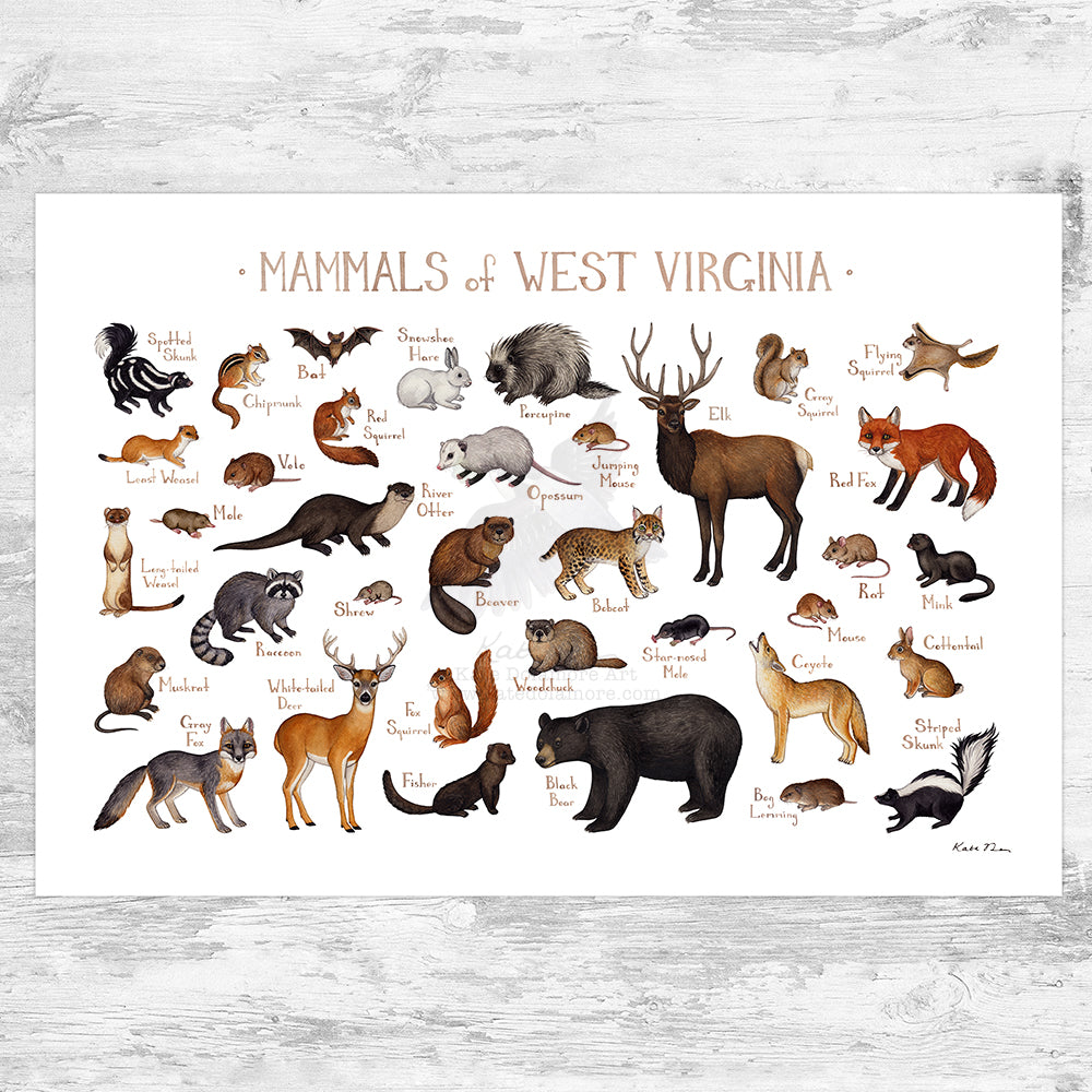 Wholesale Mammals Field Guide Art Print: West Virginia