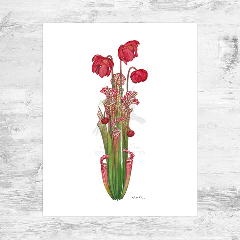 Wholesale Art Print: White-topped Pitcher Plant