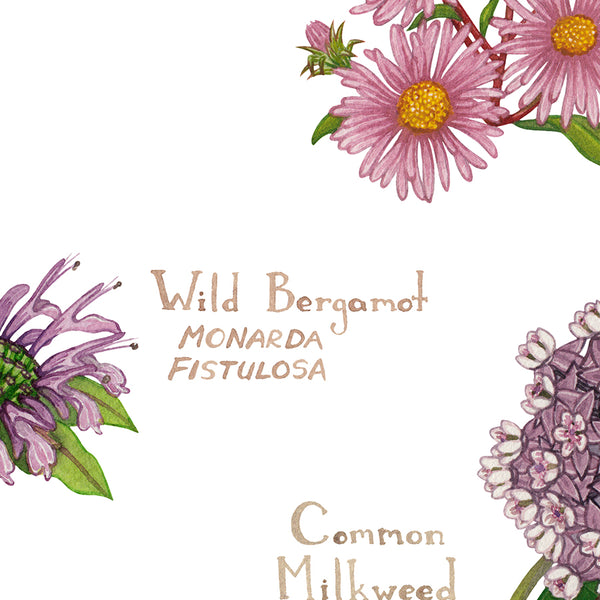 Wholesale Wildflowers Field Guide Art Print: Wisconsin