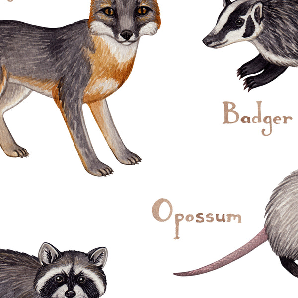 Wholesale Mammals Field Guide Art Print: Wisconsin