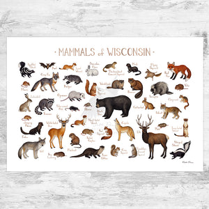 Wholesale Mammals Field Guide Art Print: Wisconsin