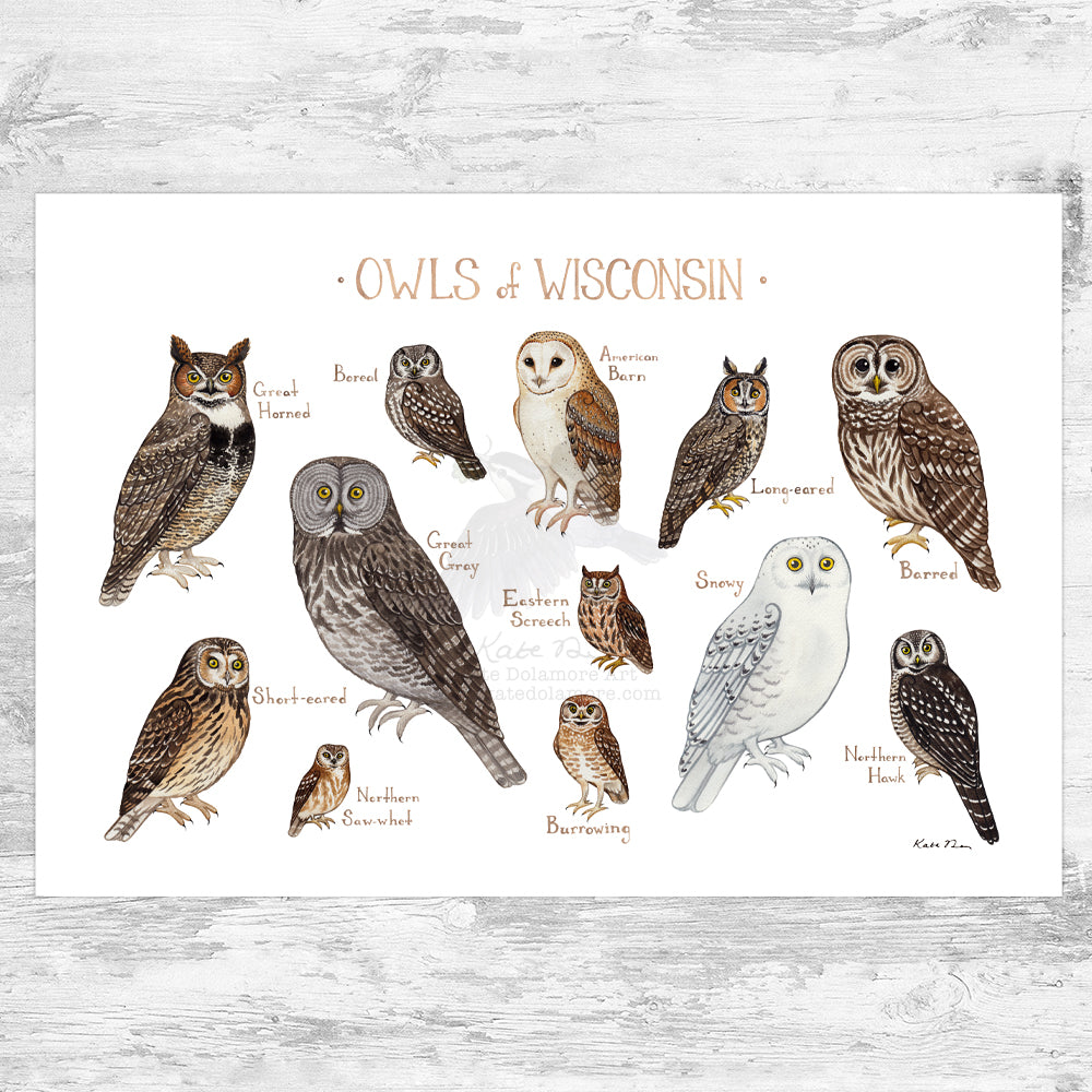 Wholesale Owls Field Guide Art Print: Wisconsin