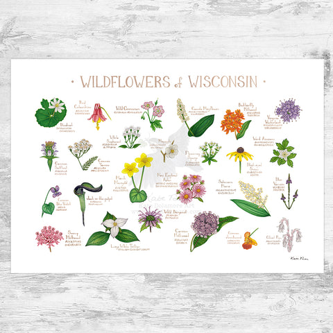 Wholesale Wildflowers Field Guide Art Print: Wisconsin