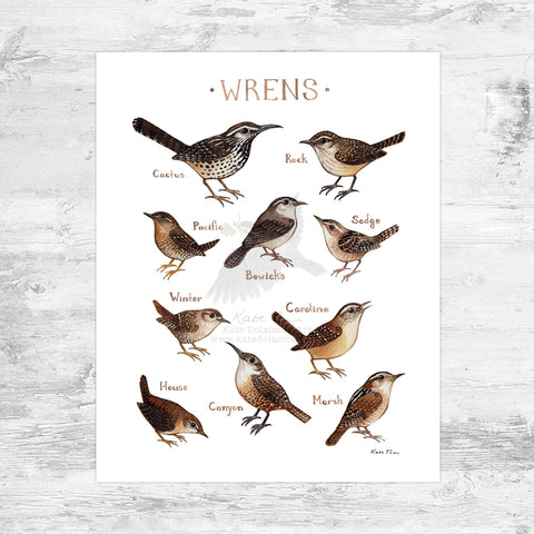 Wholesale Field Guide Art Print: Wrens of North America